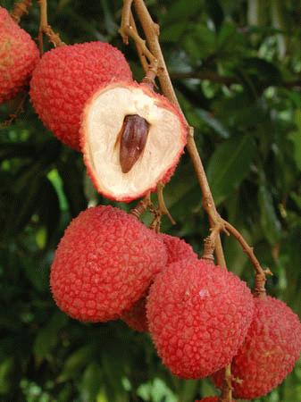 Fruta Lichia - Litchi chinensis - Família Sapindaceae Fruta Lichia
