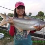 Pangasius-Girl-Asia Pangasius na Ásia (clique para ampliar)