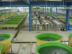Estacão de Produção de Alevinos no Polo de Aquacultura de Paulo-Afonso - Jatobá - Itacuruba