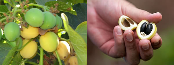 Frutos e Sementes de Pinhão-Manso (Jatropha curcas)