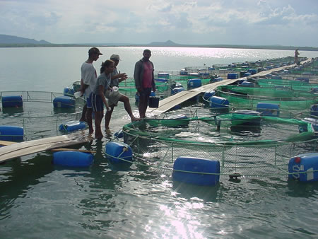 Membros da Associação de Jovens Criadores de Peixe em Tanques-Rêdê de Jatobá Liderados pelo Padre Antonio e Ivone Recebendo Treinamento Intensivo em Aquacultura
