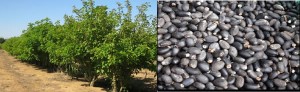 Plantação e Sementes Pinhão-Manso - Sementes com 30-37% de Oleo