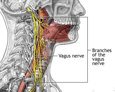 Nervo Vagus Responsável pela Comunicação do Cérebro com o Resto do Corpo