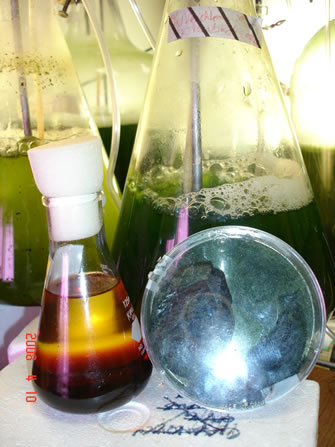 Algas - Algas Secas - Biocombustiveis Aquícolas 