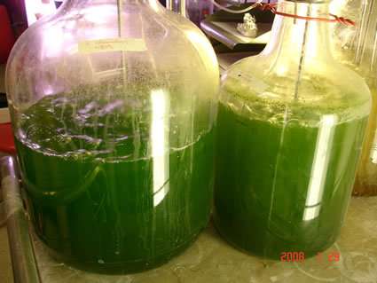 Selecionando e Cultivando Algas