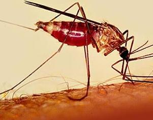 Mosquito Transmissor de Malária