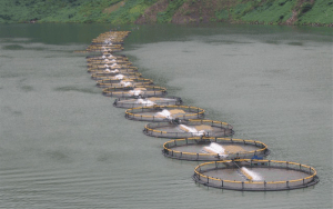 row-of-cages-regal-springs-tilapia-farms