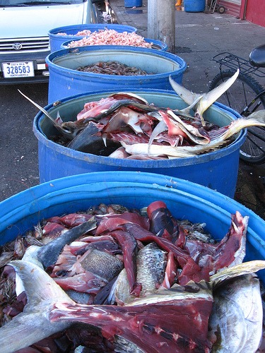 Resíduos de Processamento de Pescado: Dor de Cabeça ou Dinheiro-Vivo?