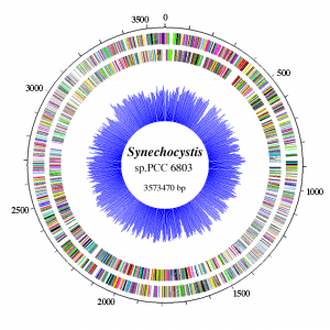 Synechocystis sp. Chromosome com 3317 Genes