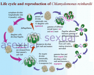 chlamydomonas-reproduction