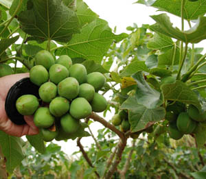 Frutos-Sementes de Pinhão-Manso (Jatropha curcas) com 30% a 37% de Óleo