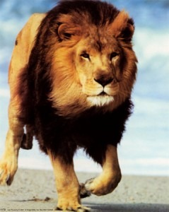 lion-running