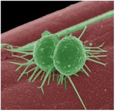 EM Imagem mostrando a fotossintética cyanobacterium Synechococcus PCC 6803 produzindo eletricidade usando a luz (energia fonte) e água (fonte de elétrons) em uma célula de combustível microbiana