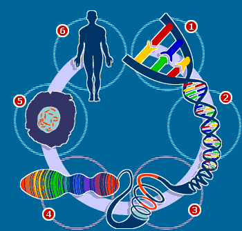 DNA - Estocando Dados Como Nada Que Foi Criado até Hoje Pelos Humanos