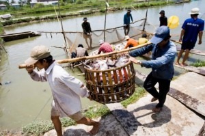 Pangasius Sendo Transportando em Fazendas no Delta do Mekong