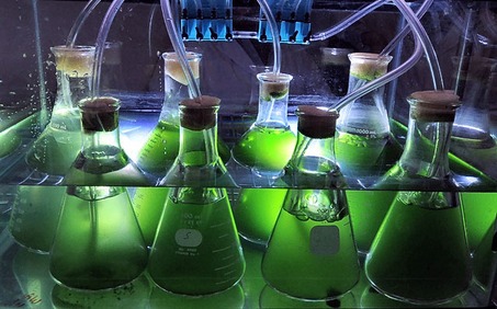 Algas biocombostíveis