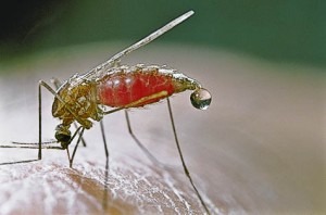 Genes Egoístas - Mosquito de Malária, Anopheles freeborni