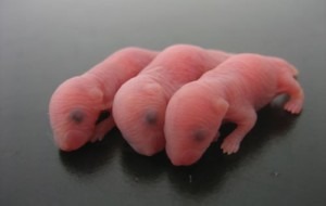 Biotecnologia Genética - Ratos Nascidos como Resultado do Uso de Espermas Produzidos a Partir de Células-Tronco