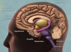 Dietas: Células Famintas Localizados no Hipotálamo do Cérebro Comem a Si Próprias