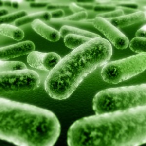 Micro-organismos - Nossos Heróis ou Vilões? 
