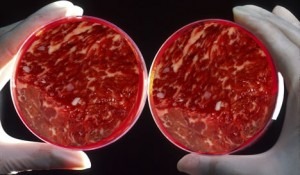 Engenharia Genética - "Carne Cultivada"em Laboratórios de Pesquisa