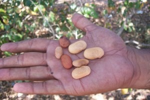 Biocombustíveis - Sementes de Pongamia pinnata com 30-40% Óleo