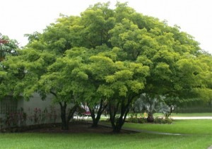 Biocombustíveis - Árvore de Pongamia pinnata
