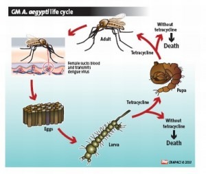Engenharia Genética - GM Aedes aegypti