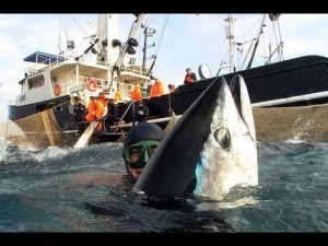 Atum - Tuna Radiotivo nos Mares da California
