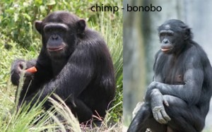 Inteligente Design vs Evolução - Mapeamento do Genoma dos Macacos Bonobos Ajuda?