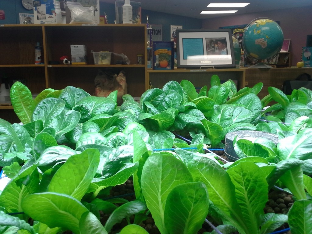 Aquabioponics - Alfaces Orgânicas Cultivadas Dentro de uma Biblioteca em Escola nos EUA
