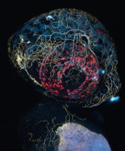 Engenharia Genética - Uma imagem de microscópio confocal de uma cabeça de peixe-zebra, mostrando a rotulagem de membranas de axônio sensorial (amarelas), mitocôndrias (ciana) e auto-fluorescência (vermelho) (crédito: Leanne Godinho e Thomas Misgeld/TU Muenchen)