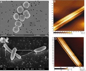 Biobaterias – Bactérias Shewanella Produzindo Eletricidade com os Nanowires Apliados a Direita (crédito: National Academy of Sciences -PNAS )