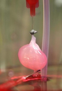 Bioengenharia - Este é um Rim de Rato Implantável Anteriormente Descelularizada e Funcionando em Laboratório (crédito: Massachusetts General Hospital)