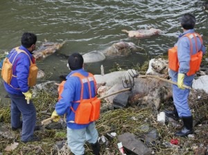 Contaminação Alimentar - Porcos Aparecendo Mortos em Rios da China (crédito: CFR)