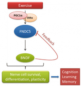 Saúde Mental - Processo de Produção de BNDF (Fonte: Christiane D. Wrann et al,. Cell Metabolism)