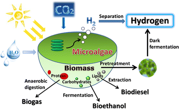 Hidrogênio Biológico via MicroAlgas