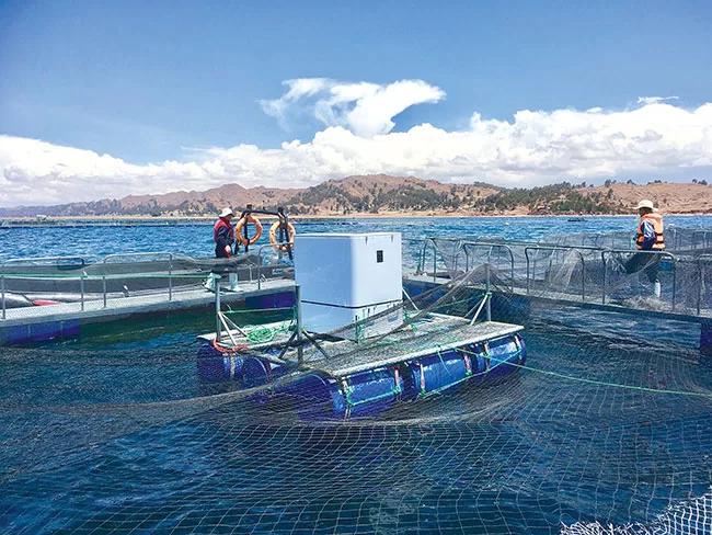 AI Revolutionizing Fish Farming