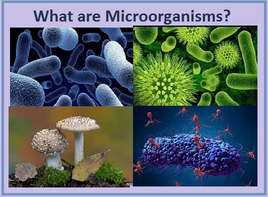 O Papel dos Microrganismos