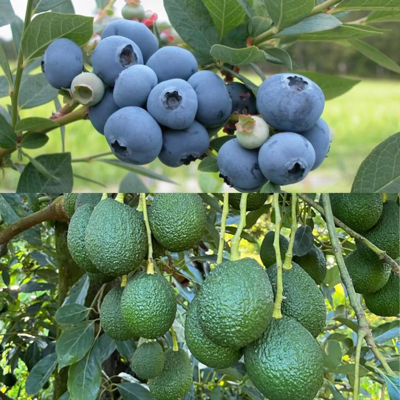 Blueberry e Abacate_Fruit