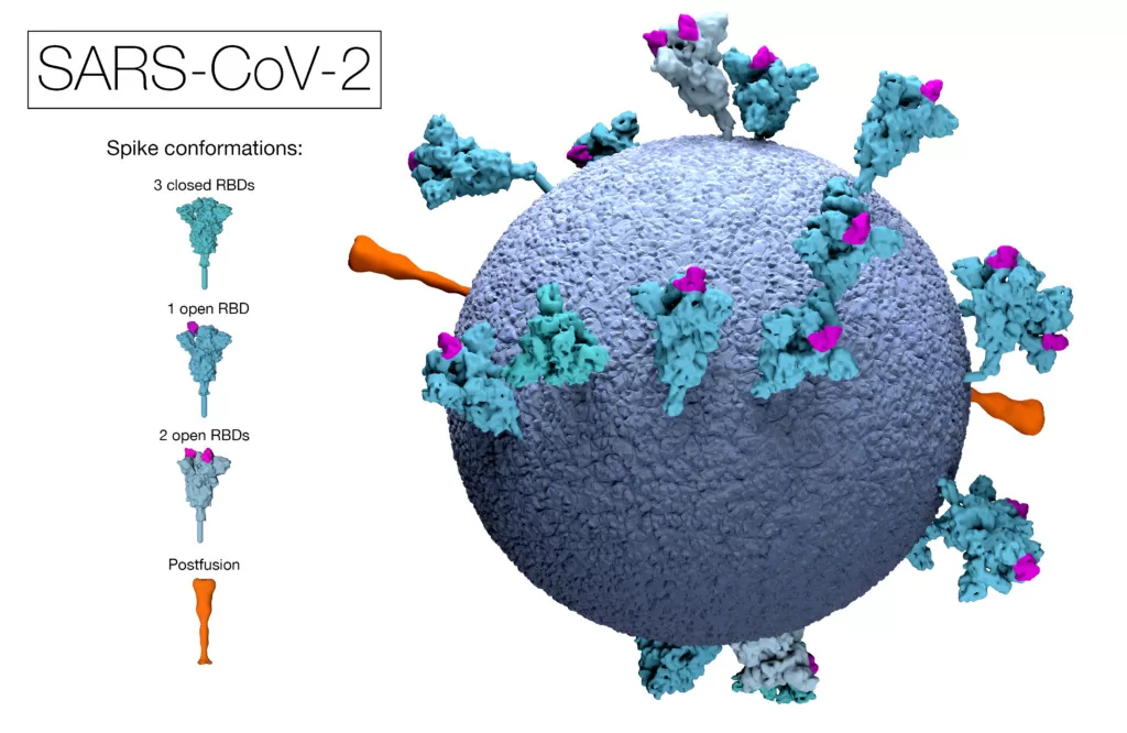  Picos (Spikes) Proteicos do COVID-19