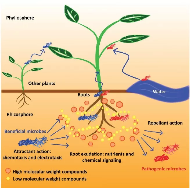 phytohormones and beneficial microbes