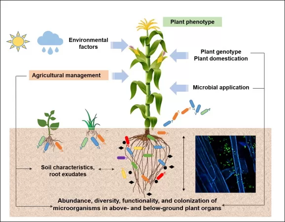 phytohormones and beneficial microbes
