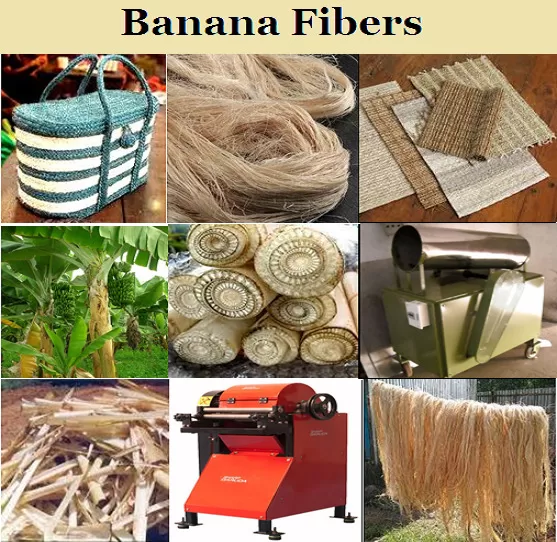 fibra da bananeira