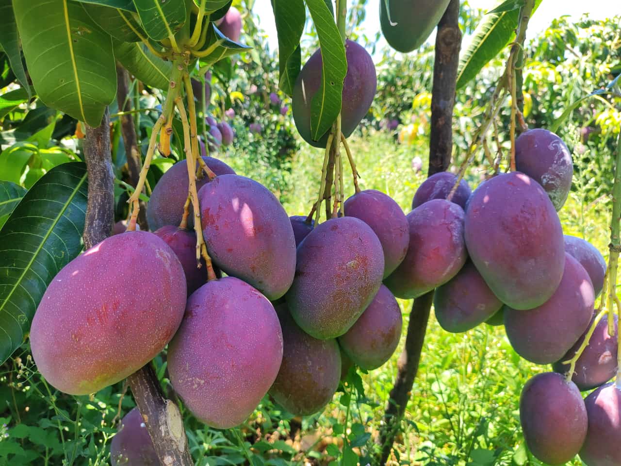 Frutas do VSF