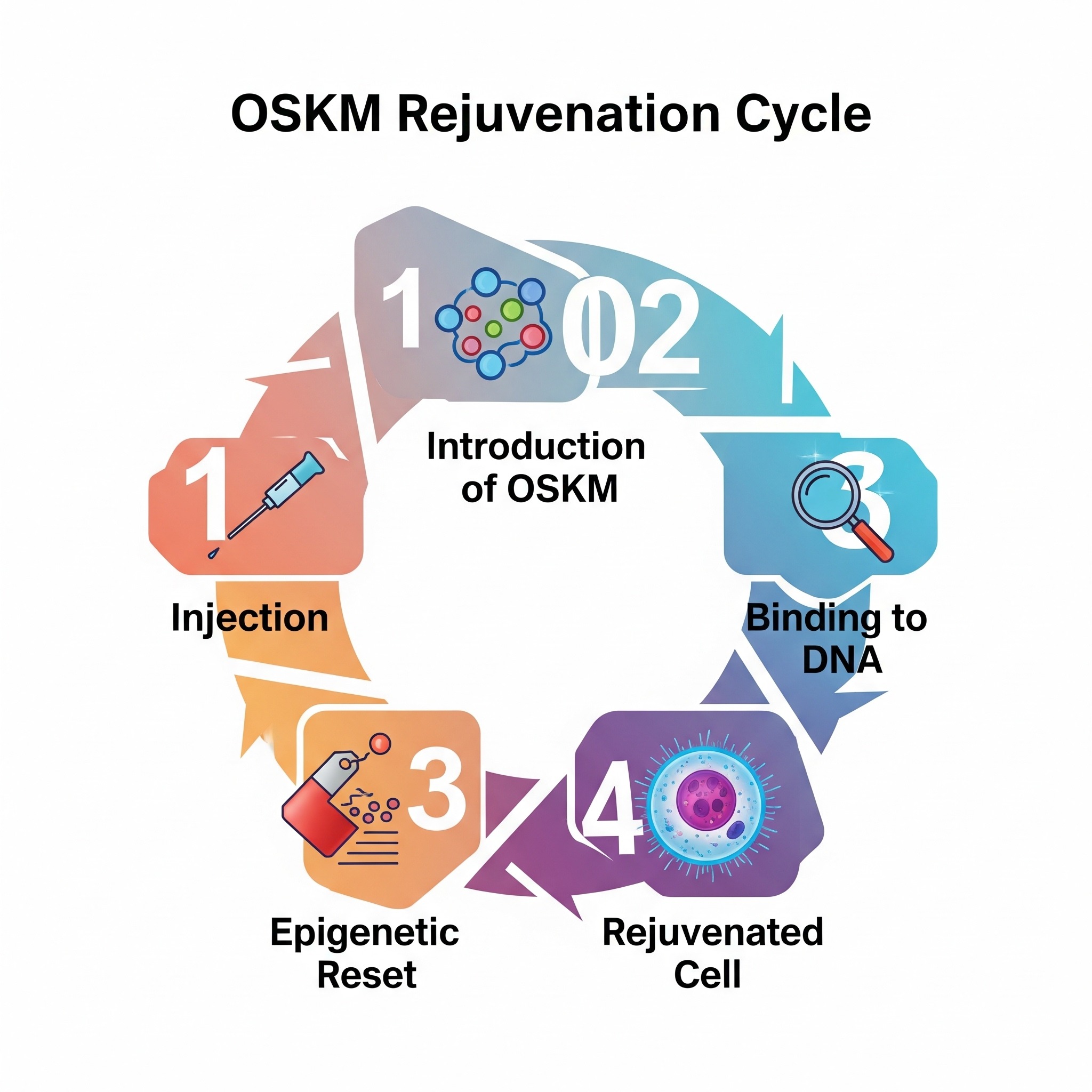 OSKM step-by-step